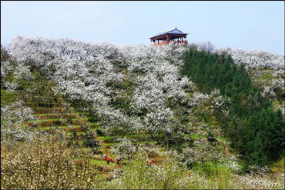 【春天,广西桂林灌阳县向您发出邀请!】我们在灌阳看梨花 - 游山玩水 - 永州生活社区 - 永州28生活网 yongzhou.28life.net