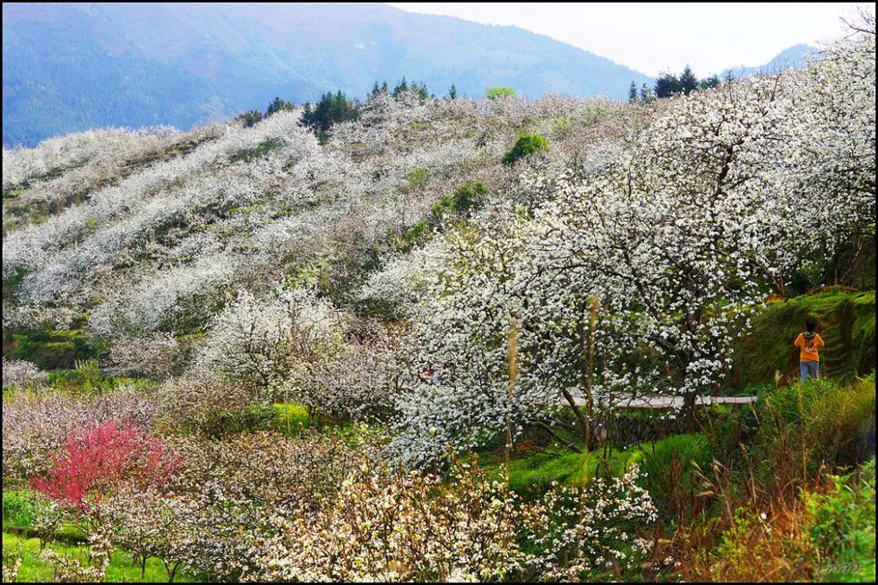 【春天,广西桂林灌阳县向您发出邀请!】我们在灌阳看梨花 - 游山玩水 - 永州生活社区 - 永州28生活网 yongzhou.28life.net
