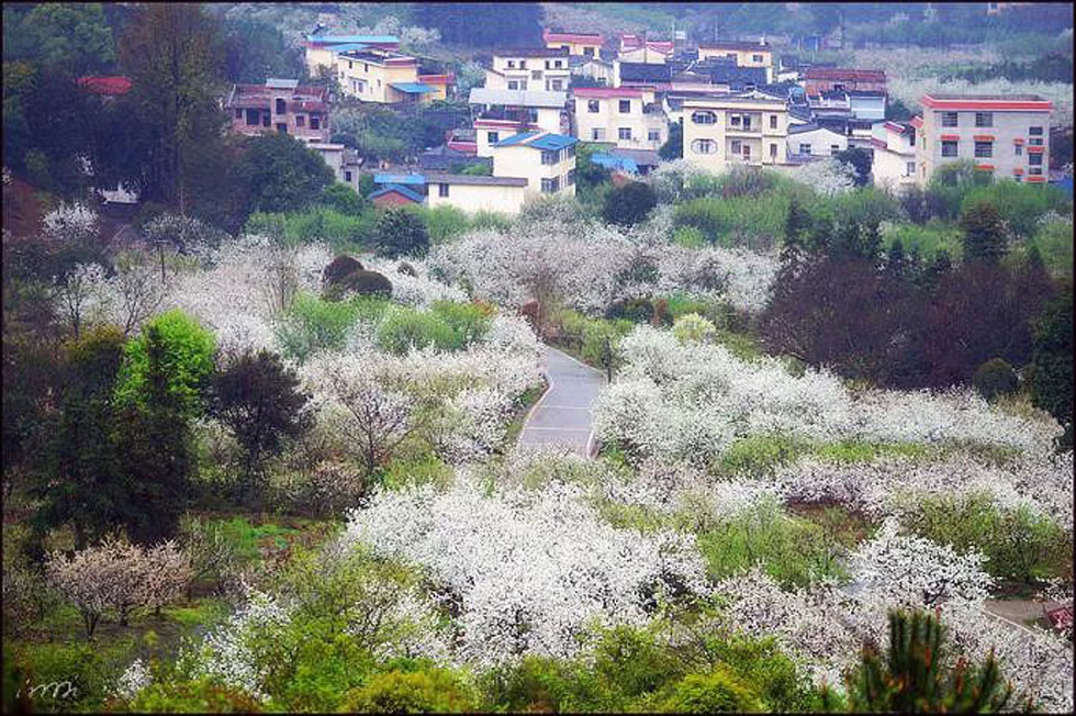 【春天,广西桂林灌阳县向您发出邀请!】我们在灌阳看梨花 - 游山玩水 - 永州生活社区 - 永州28生活网 yongzhou.28life.net