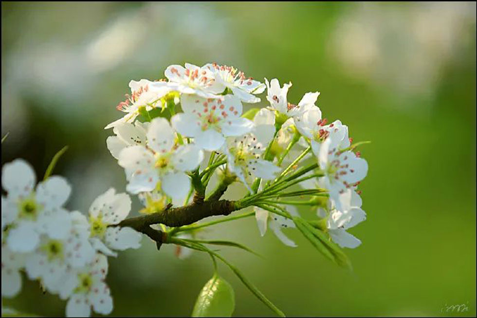 【春天,广西桂林灌阳县向您发出邀请!】我们在灌阳看梨花 - 游山玩水 - 永州生活社区 - 永州28生活网 yongzhou.28life.net