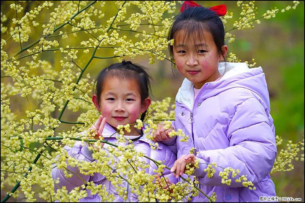 【春天，广西桂林灌阳县向您发出邀请！】米珠山前有片山苍子花在飘香 - 游山玩水 - 永州生活社区 - 永州28生活网 yongzhou.28life.net