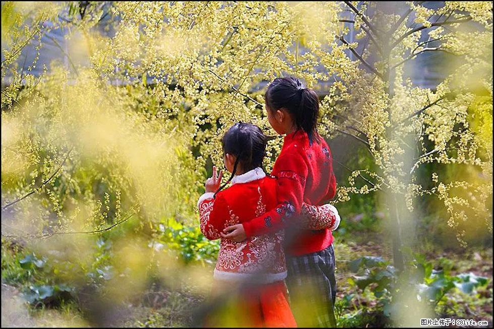 【春天，广西桂林灌阳县向您发出邀请！】米珠山前有片山苍子花在飘香 - 游山玩水 - 永州生活社区 - 永州28生活网 yongzhou.28life.net