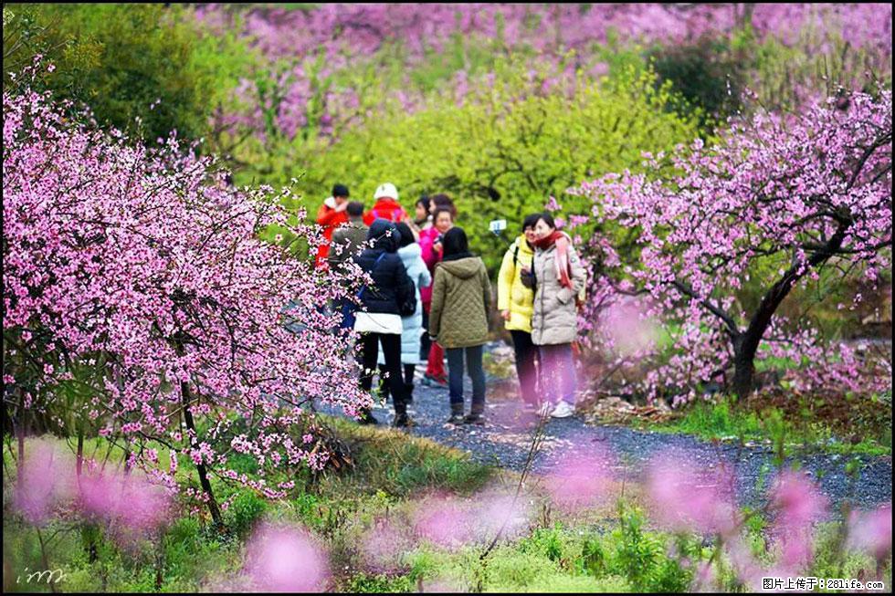 【春天，广西桂林灌阳县向您发出邀请！】官庄村有个醉美的桃花园 - 游山玩水 - 永州生活社区 - 永州28生活网 yongzhou.28life.net