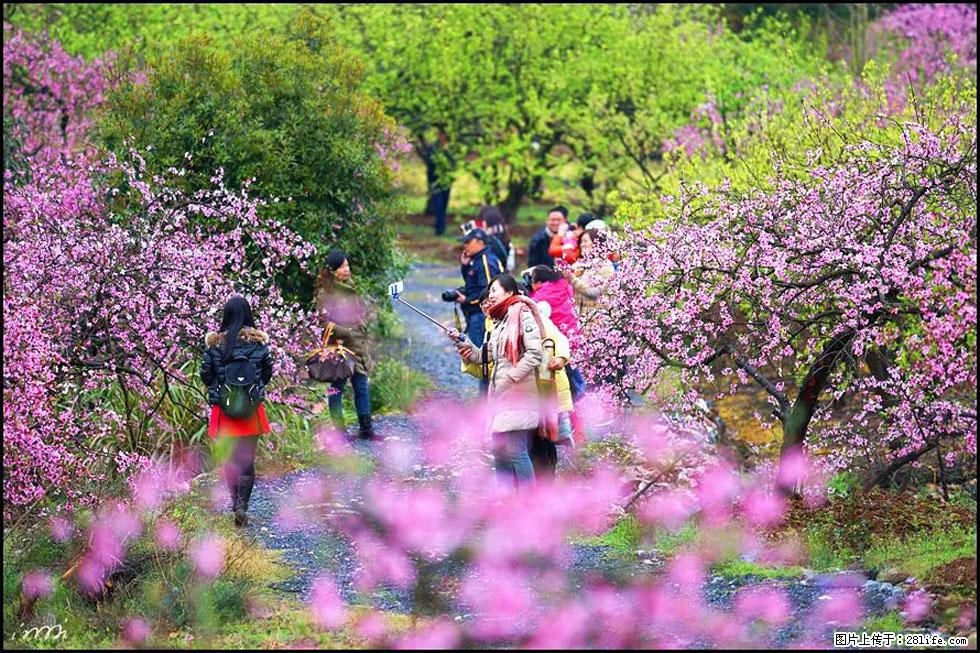 【春天，广西桂林灌阳县向您发出邀请！】官庄村有个醉美的桃花园 - 游山玩水 - 永州生活社区 - 永州28生活网 yongzhou.28life.net