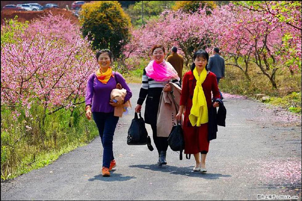 【春天，广西桂林灌阳县向您发出邀请！】官庄村有个醉美的桃花园 - 游山玩水 - 永州生活社区 - 永州28生活网 yongzhou.28life.net