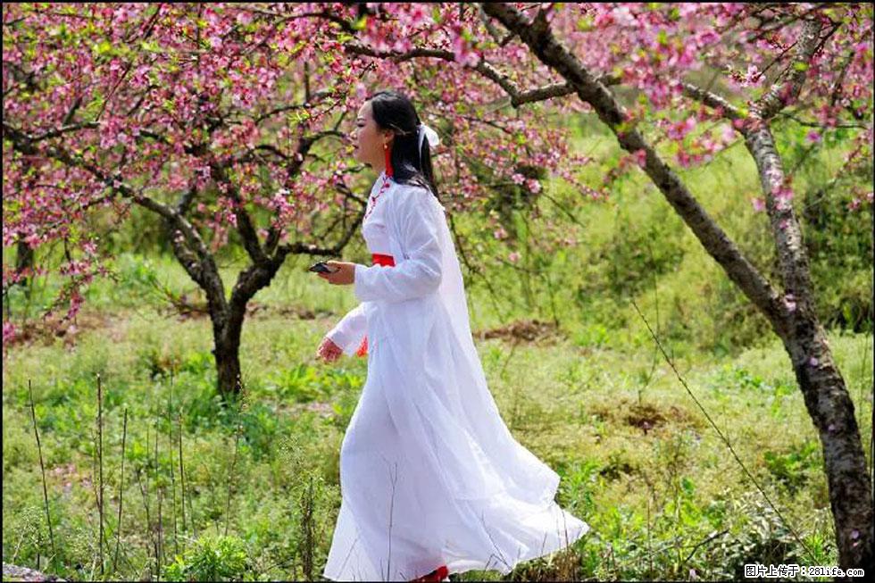 【春天，广西桂林灌阳县向您发出邀请！】官庄村有个醉美的桃花园 - 游山玩水 - 永州生活社区 - 永州28生活网 yongzhou.28life.net