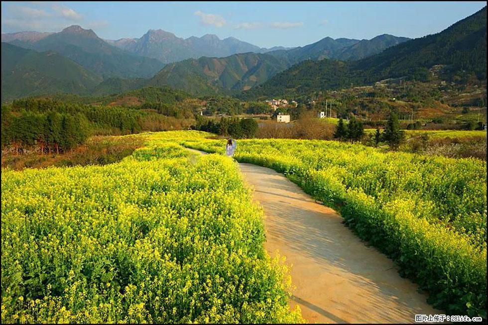 【春天,广西桂林灌阳县向您发出邀请!】长坪村油菜盛情花开 - 游山玩水 - 永州生活社区 - 永州28生活网 yongzhou.28life.net