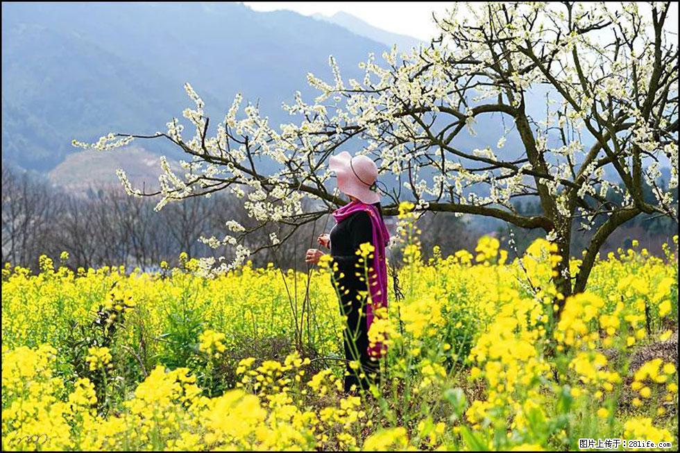 【春天,广西桂林灌阳县向您发出邀请!】长坪村油菜盛情花开 - 游山玩水 - 永州生活社区 - 永州28生活网 yongzhou.28life.net