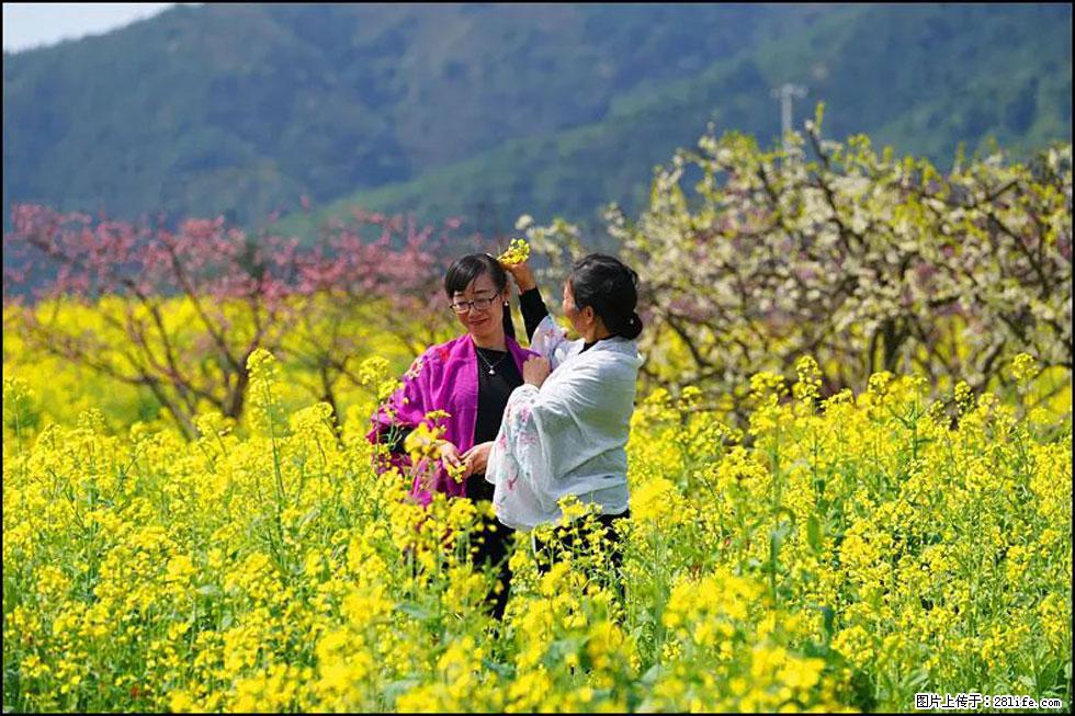 【春天,广西桂林灌阳县向您发出邀请!】长坪村油菜盛情花开 - 游山玩水 - 永州生活社区 - 永州28生活网 yongzhou.28life.net