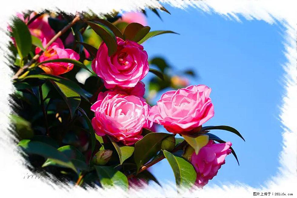 【春天,广西桂林灌阳县向您发出邀请!】杨柳井茶花惹人爱 - 游山玩水 - 永州生活社区 - 永州28生活网 yongzhou.28life.net