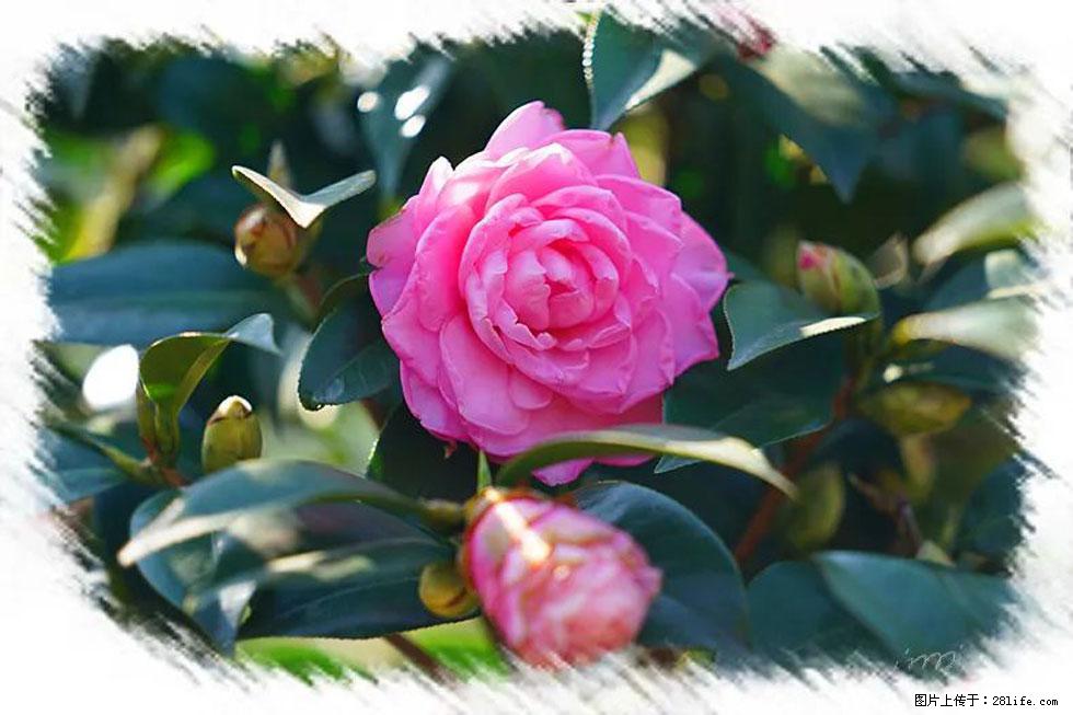 【春天,广西桂林灌阳县向您发出邀请!】杨柳井茶花惹人爱 - 游山玩水 - 永州生活社区 - 永州28生活网 yongzhou.28life.net