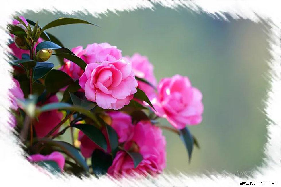 【春天,广西桂林灌阳县向您发出邀请!】杨柳井茶花惹人爱 - 游山玩水 - 永州生活社区 - 永州28生活网 yongzhou.28life.net