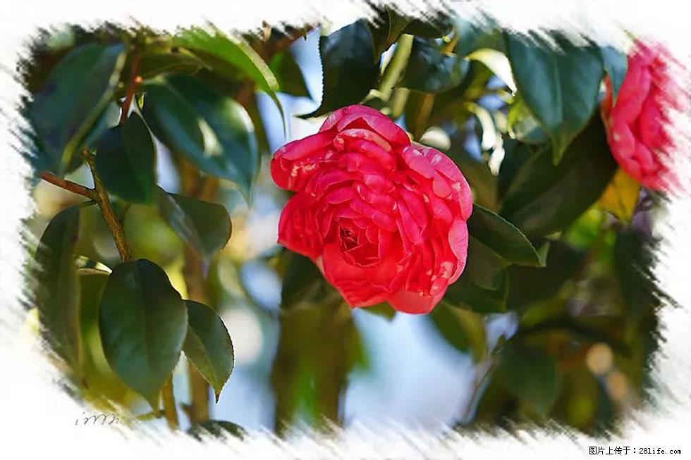 【春天,广西桂林灌阳县向您发出邀请!】杨柳井茶花惹人爱 - 游山玩水 - 永州生活社区 - 永州28生活网 yongzhou.28life.net