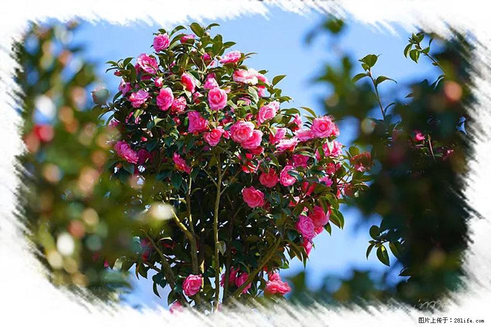【春天,广西桂林灌阳县向您发出邀请!】杨柳井茶花惹人爱 - 游山玩水 - 永州生活社区 - 永州28生活网 yongzhou.28life.net