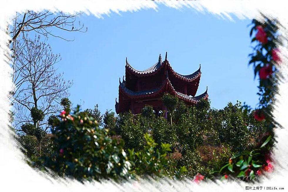【春天,广西桂林灌阳县向您发出邀请!】杨柳井茶花惹人爱 - 游山玩水 - 永州生活社区 - 永州28生活网 yongzhou.28life.net