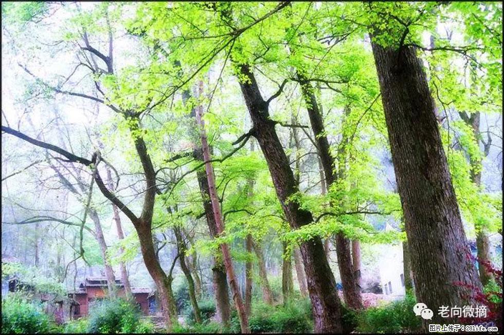【春天，广西桂林灌阳县向您发出邀请！】在小龙村与春天约会 - 游山玩水 - 永州生活社区 - 永州28生活网 yongzhou.28life.net