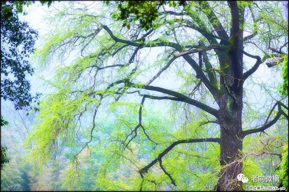 【春天，广西桂林灌阳县向您发出邀请！】在小龙村与春天约会 - 游山玩水 - 永州生活社区 - 永州28生活网 yongzhou.28life.net