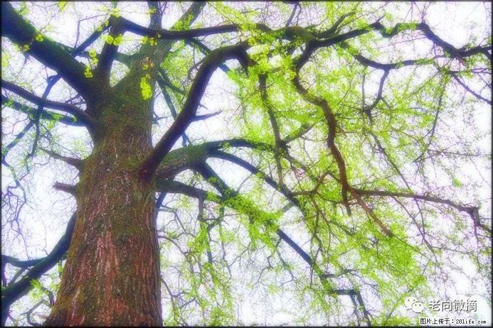 【春天，广西桂林灌阳县向您发出邀请！】在小龙村与春天约会 - 游山玩水 - 永州生活社区 - 永州28生活网 yongzhou.28life.net