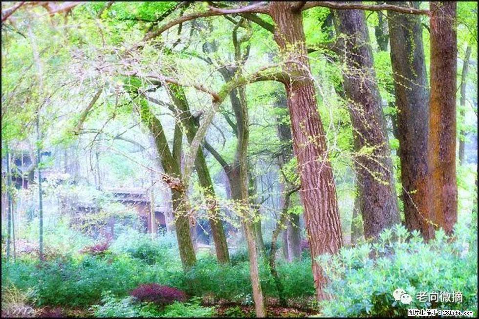 【春天，广西桂林灌阳县向您发出邀请！】在小龙村与春天约会 - 游山玩水 - 永州生活社区 - 永州28生活网 yongzhou.28life.net