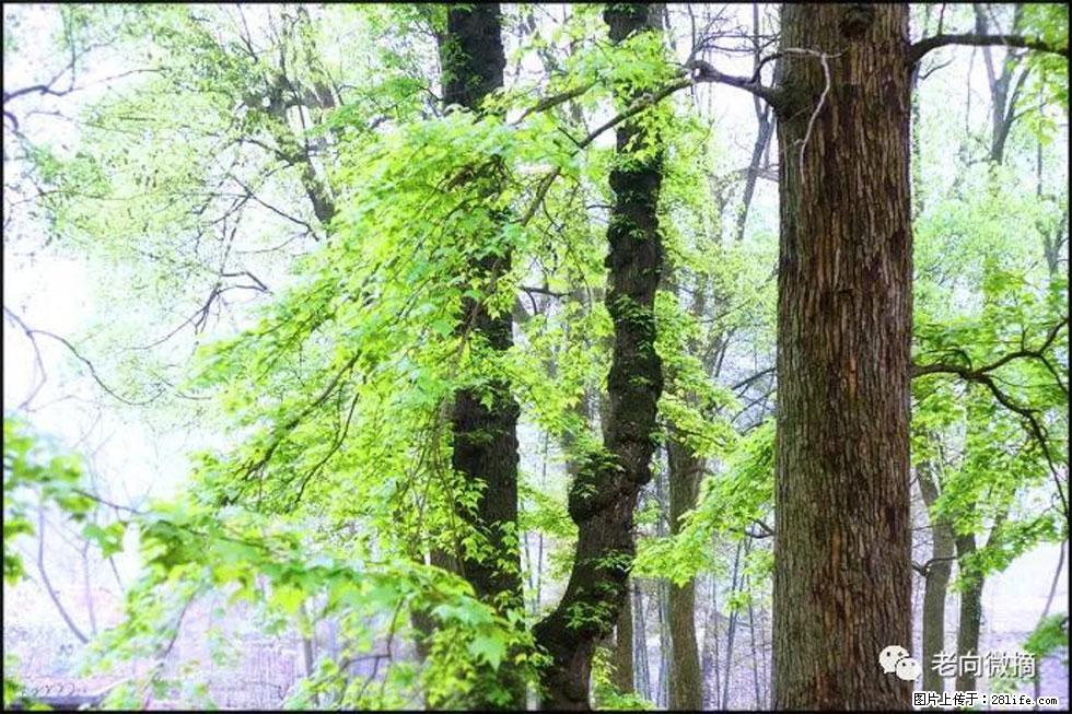 【春天，广西桂林灌阳县向您发出邀请！】在小龙村与春天约会 - 游山玩水 - 永州生活社区 - 永州28生活网 yongzhou.28life.net