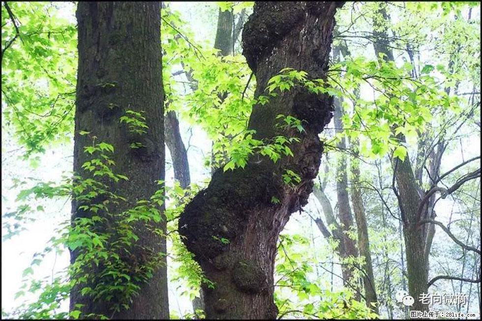【春天，广西桂林灌阳县向您发出邀请！】在小龙村与春天约会 - 游山玩水 - 永州生活社区 - 永州28生活网 yongzhou.28life.net