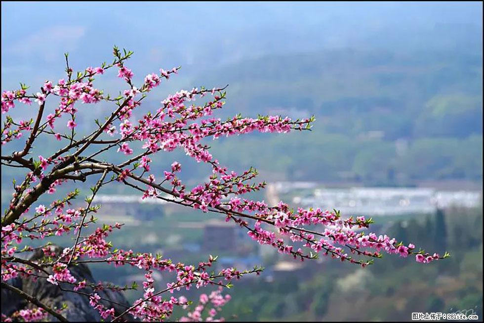 【春天，广西桂林灌阳县向您发出邀请！】望月岭上桃花开 - 游山玩水 - 永州生活社区 - 永州28生活网 yongzhou.28life.net