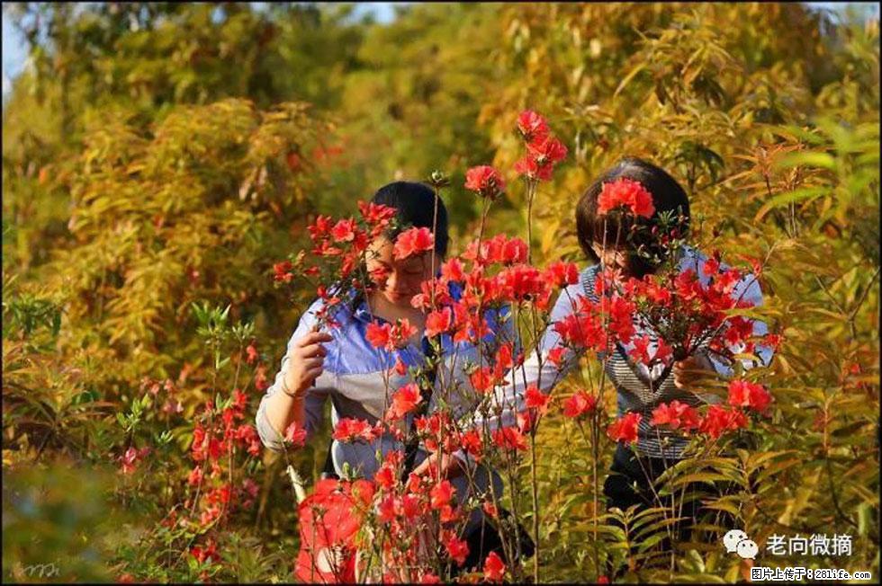 【春天,广西桂林灌阳县向您发出邀请!】登麒麟山,相约映山红 - 游山玩水 - 永州生活社区 - 永州28生活网 yongzhou.28life.net