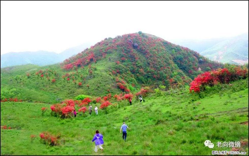 【春天，广西桂林灌阳县向您发出邀请！】宝盖山上映山红 - 游山玩水 - 永州生活社区 - 永州28生活网 yongzhou.28life.net