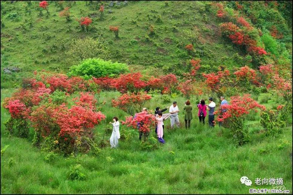 【春天，广西桂林灌阳县向您发出邀请！】宝盖山上映山红 - 游山玩水 - 永州生活社区 - 永州28生活网 yongzhou.28life.net