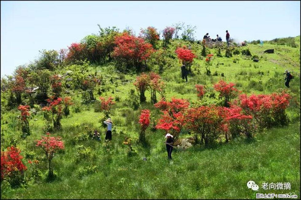 【春天，广西桂林灌阳县向您发出邀请！】宝盖山上映山红 - 游山玩水 - 永州生活社区 - 永州28生活网 yongzhou.28life.net