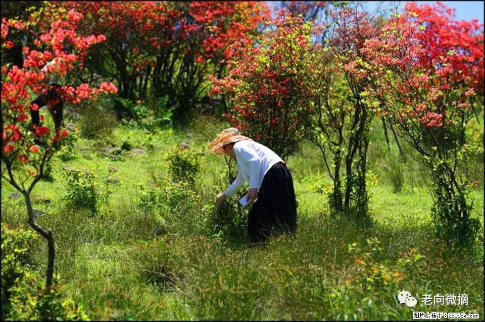 【春天，广西桂林灌阳县向您发出邀请！】宝盖山上映山红 - 游山玩水 - 永州生活社区 - 永州28生活网 yongzhou.28life.net