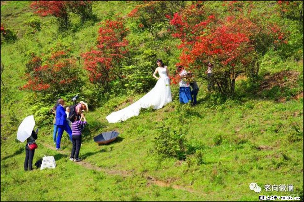 【春天，广西桂林灌阳县向您发出邀请！】宝盖山上映山红 - 游山玩水 - 永州生活社区 - 永州28生活网 yongzhou.28life.net