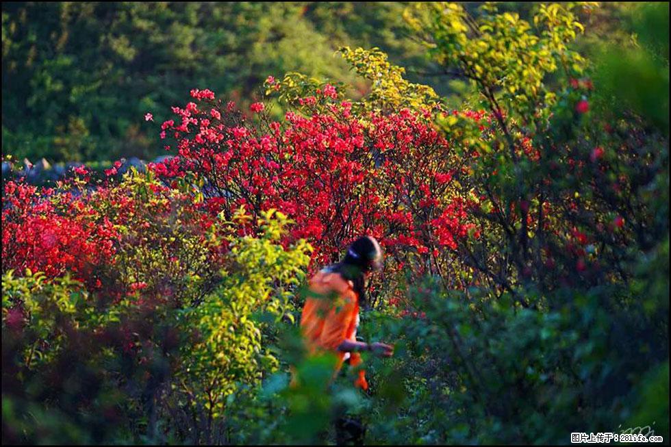 【春天，广西桂林灌阳县向您发出邀请！】春木界上映山红 - 游山玩水 - 永州生活社区 - 永州28生活网 yongzhou.28life.net