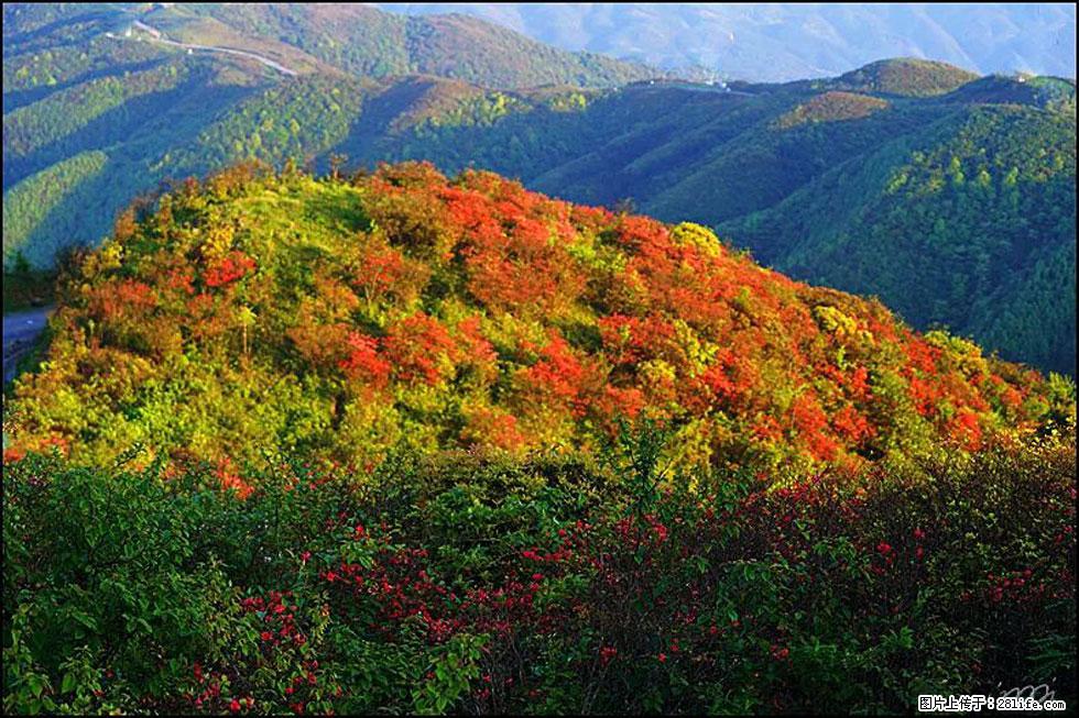 【春天，广西桂林灌阳县向您发出邀请！】春木界上映山红 - 游山玩水 - 永州生活社区 - 永州28生活网 yongzhou.28life.net