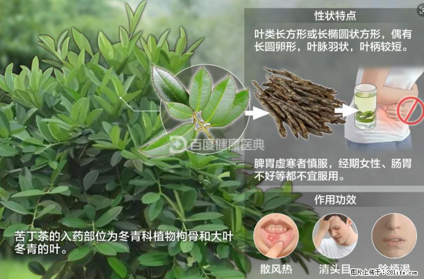 苦丁茶有哪些功效和作用 - 生活百科 - 永州生活社区 - 永州28生活网 yongzhou.28life.net