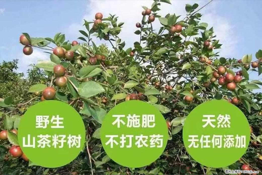 【灌阳县油茶产业示范区】一个有着充实的精神生活的人，对待身外之物自会有一种淡泊的态度 - 美食天地 - 永州生活社区 - 永州28生活网 yongzhou.28life.net