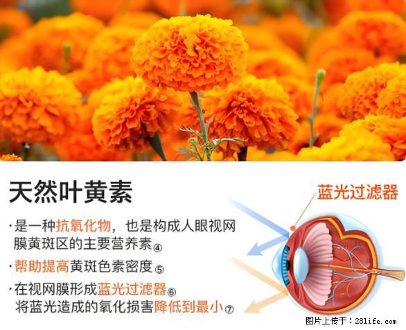 叶黄素有什么功效和作用 - 生活百科 - 永州生活社区 - 永州28生活网 yongzhou.28life.net