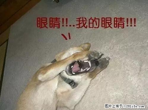 笑癫了！一女的怀孕三年未生，他终于忍不住了... - 娱乐八卦 - 永州生活社区 - 永州28生活网 yongzhou.28life.net