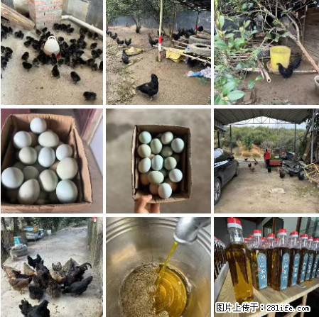油茶园从小鸡仔开始养起的纯土鸡、土鸡蛋可以预定啦！还有前几天刚榨的纯山茶油哦 - 土特产 - 饮食特产 - 永州分类信息 - 永州28生活网 yongzhou.28life.net