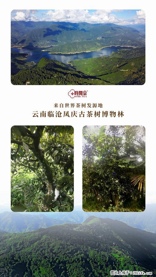 时间果百年古树2025年春红茶 - 购物交流 - 永州生活社区 - 永州28生活网 yongzhou.28life.net