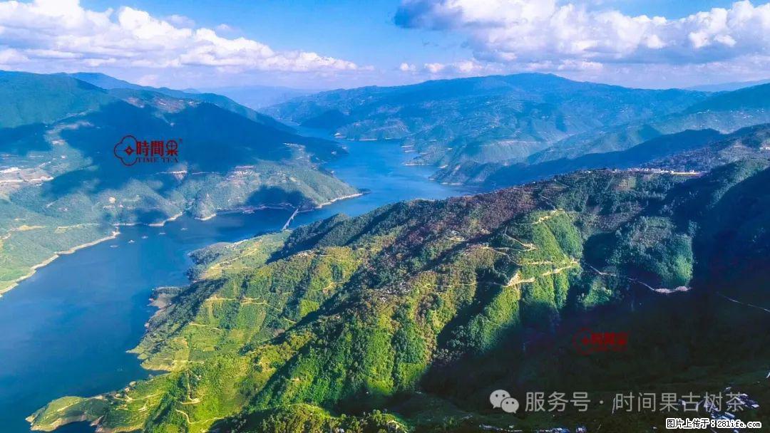 时间果百年古树龙珠普洱生茶 - 购物交流 - 永州生活社区 - 永州28生活网 yongzhou.28life.net