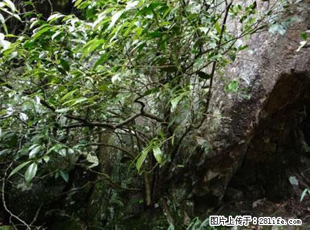 平乐石崖茶，珍贵仅次于金花茶 - 永州生活资讯 - 永州28生活网 yongzhou.28life.net