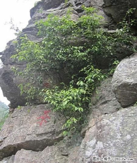 平乐石崖茶，珍贵仅次于金花茶 - 永州生活资讯 - 永州28生活网 yongzhou.28life.net
