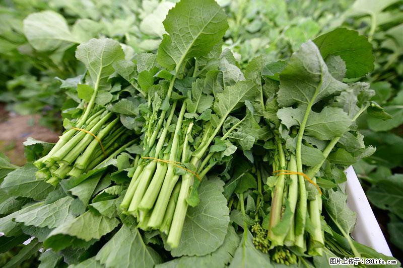 这些蔬菜是“天然钙片”，这6种被医生重点推荐 - 永州生活资讯 - 永州28生活网 yongzhou.28life.net